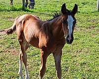 bay-csha-stallion