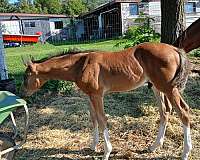 csha-warmblood-stallion