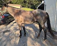 quarter-horse-for-sale