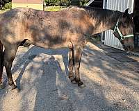 quarter-horse-gelding