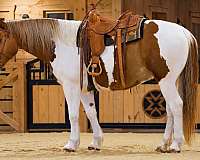 athletic-belgian-horse