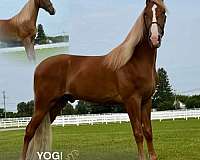 all-tennessee-walking-horse