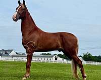 all-around-tennessee-walking-horse