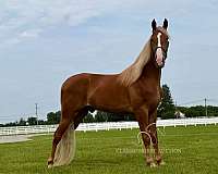 and-willing-tennessee-walking-horse