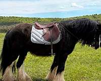 flashy-gypsy-vanner-horse