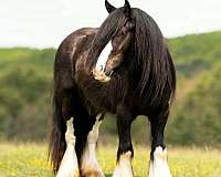 athletic-gypsy-vanner-horse