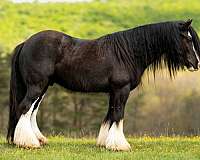 husband-safe-gypsy-vanner-horse