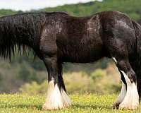 jumping-gypsy-vanner-horse