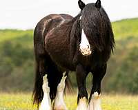 ranch-gypsy-vanner-horse