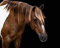 ranch-paint-pony