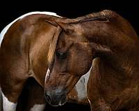 ranch-work-paint-pony