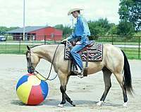 athletic-quarter-horse