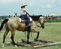 beginner-quarter-horse