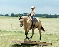 kid-safe-quarter-horse