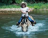performance-quarter-horse
