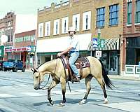 ranch-quarter-horse