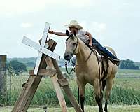 ranch-versatility-quarter-horse