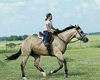 roping-quarter-horse