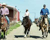 show-quarter-horse