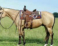trail-quarter-horse