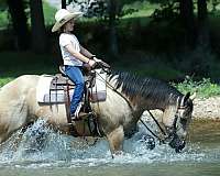 working-cattle-quarter-horse