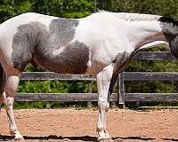 beginner-draft-horse