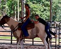 cross-draft-horse