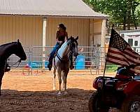 flashy-draft-horse