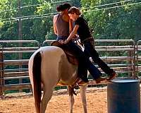 kid-safe-draft-horse