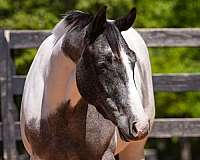 ridden-english-draft-horse