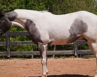 ridden-western-draft-horse