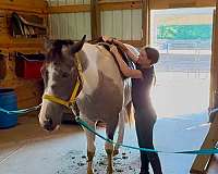 show-draft-horse