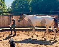 trail-draft-horse