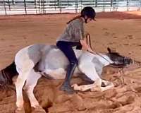 youth-draft-horse