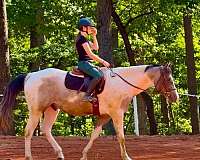 pinto-draft-gelding
