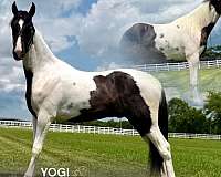 agha-tennessee-walking-gelding
