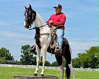 agha-tennessee-walking-horse
