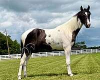 athletic-tennessee-walking-horse