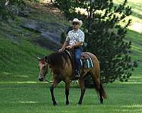 athletic-quarter-horse