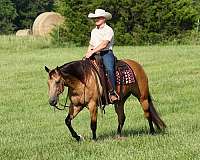 calf-roping-quarter-horse