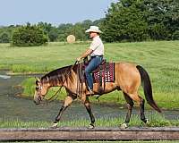 flashy-quarter-horse