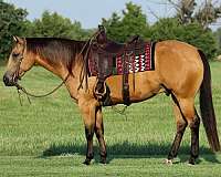 husband-safe-quarter-horse