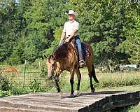 ranch-quarter-horse