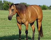 ranch-versatility-quarter-horse