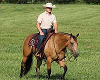 ranch-work-quarter-horse