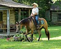 roping-quarter-horse