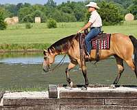 show-quarter-horse