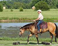 trail-quarter-horse