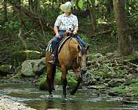 trail-riding-quarter-horse