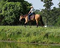 western-riding-quarter-horse